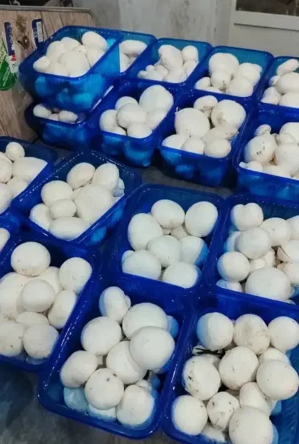 قارچ دکمه ای خوراکی ۴۰۰گرم