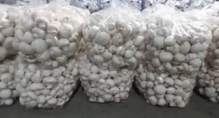 کیسه های ۵کیلوی قارچ دکمه ای درجه یک