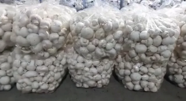 کیسه های ۵کیلوی قارچ دکمه ای درجه یک