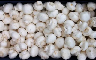 قارچ دکمه ای درجه یک در کیسه های ۵کیلوی منابع برای رستوران و فست فود ها