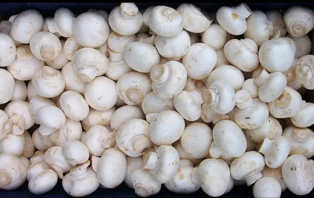 قارچ دکمه ای درجه یک در کیسه های ۵کیلوی